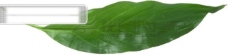 绿树茂盛绿叶叶子树叶落叶叶脉脉络形状特点标本广告素材大辞典