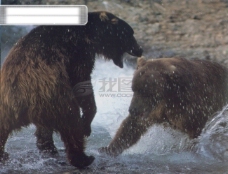 海狮冰雪熊极地动物保护海狮冰雪狗熊北极熊可爱广告素材大辞典