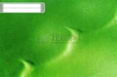 绿叶脉络茂盛绿叶叶子树叶落叶叶脉脉络形状特点标本广告素材大辞典