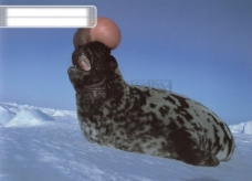 海狮冰雪熊极地动物保护海狮冰雪狗熊北极熊可爱广告素材大辞典