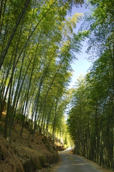 公园森林竹林0047