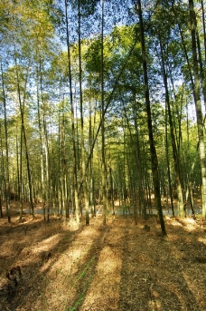 公园森林竹林0044