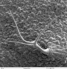 昆虫显微镜图片0045