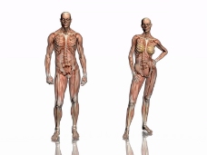 肌肉人体模型0019