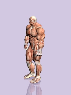 肌肉人体模型0041