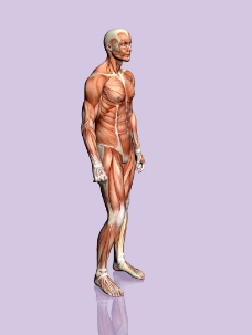 肌肉人体模型0038