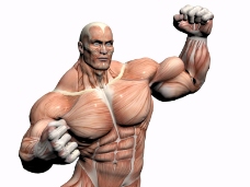 肌肉人体模型0011