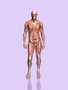 肌肉人体模型0062
