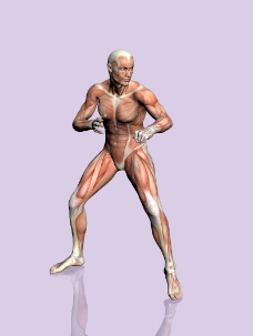 肌肉人体模型0040