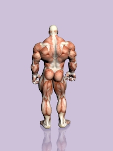 肌肉人体模型0047