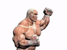 肌肉人体模型0007