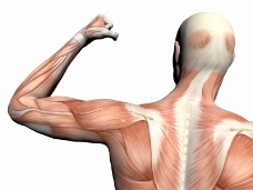肌肉人体模型0005