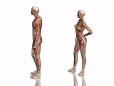 肌肉人体模型0022