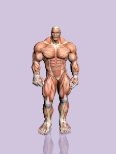 肌肉人体模型0046