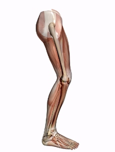 肌肉人体模型0068