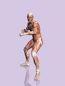 肌肉人体模型0037