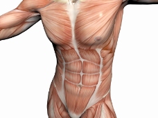 肌肉人体模型0004