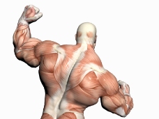 肌肉人体模型0012