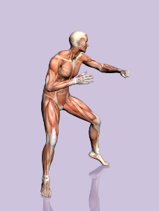 肌肉人体模型0042