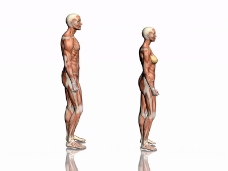 肌肉人体模型0018