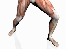 肌肉人体模型0008