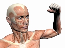 肌肉人体模型0006