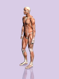 肌肉人体模型0033
