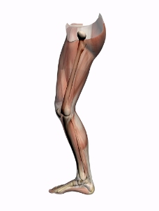 肌肉人体模型0065