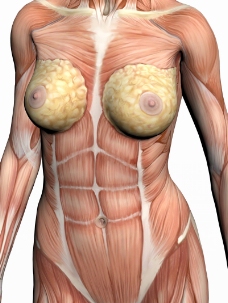 肌肉人体模型0077