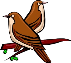 鸟类动物0680