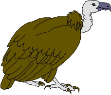 鸟类动物1358