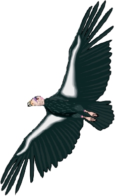 鸟类动物1305