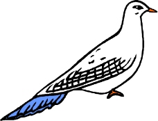 鸟类动物0979