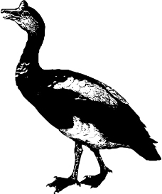 鸟类动物1203