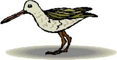 鸟类动物0698