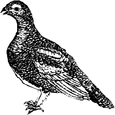 鸟类动物1275