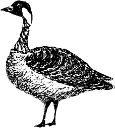 鸟类动物1269