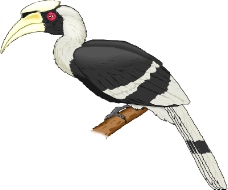鸟类动物1462