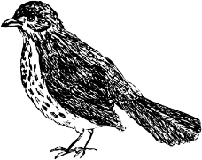 鸟类动物1260